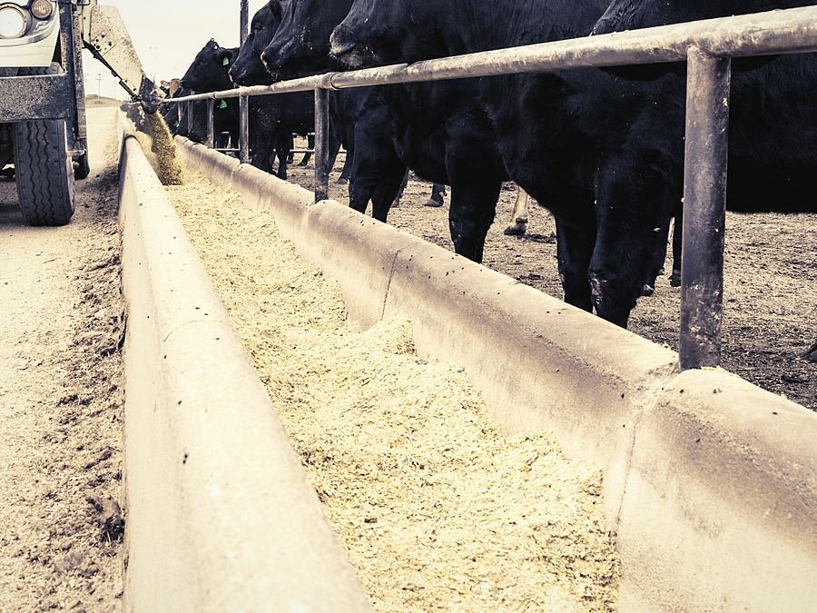 Cattle feeding along a filled trough