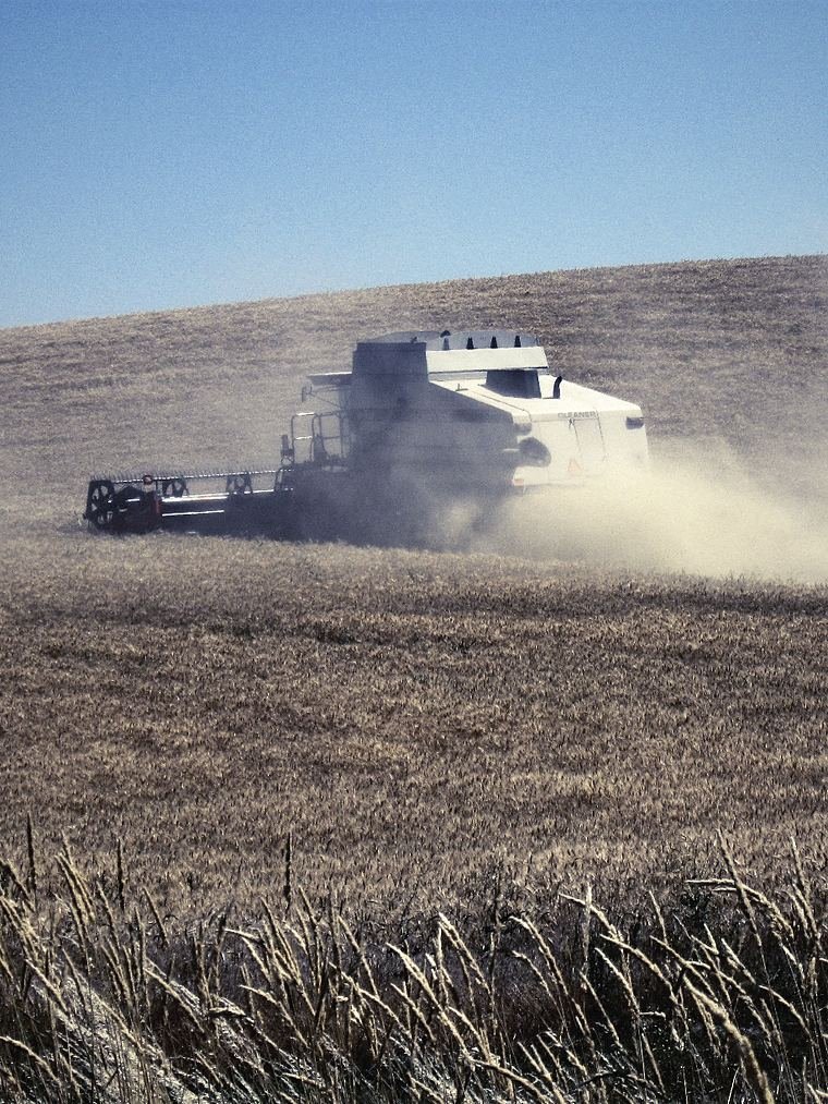 A combine harvester working a ripe field in a cloud of chaff